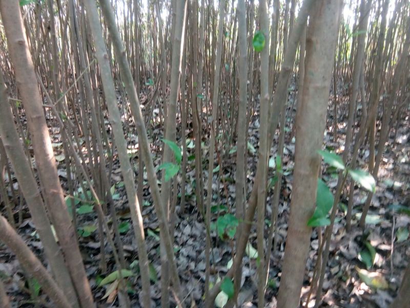 大叶女贞4cm以下