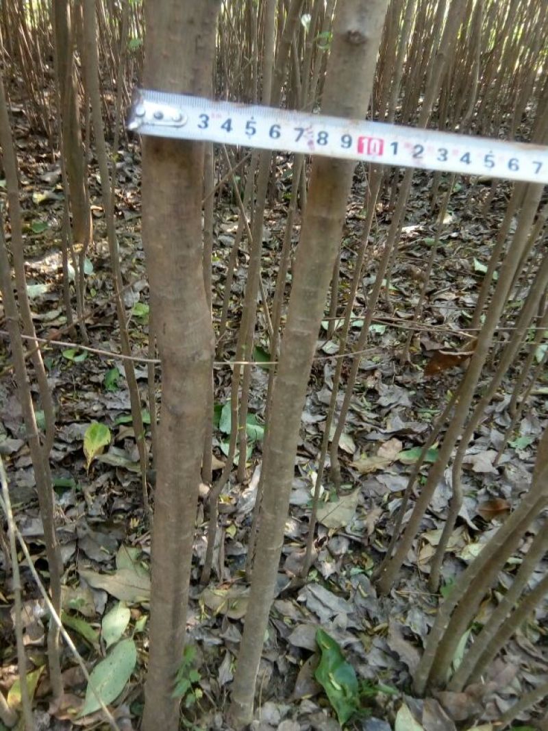 大叶女贞4cm以下