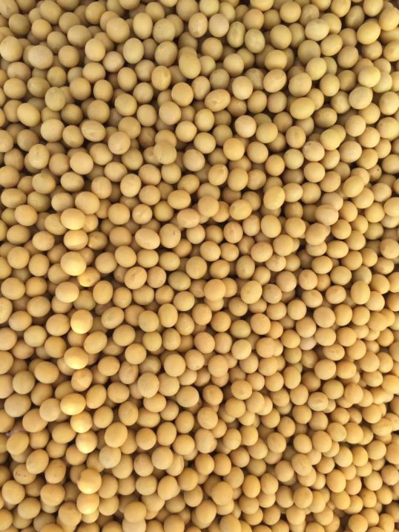 大豆优质