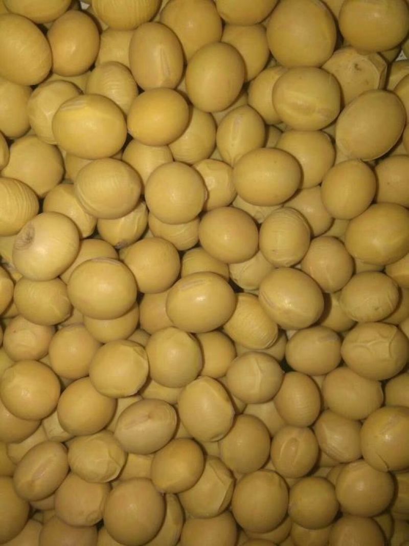 大豆优质
