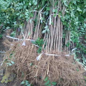 花椒苗80~110cm