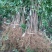 花椒苗80~110cm