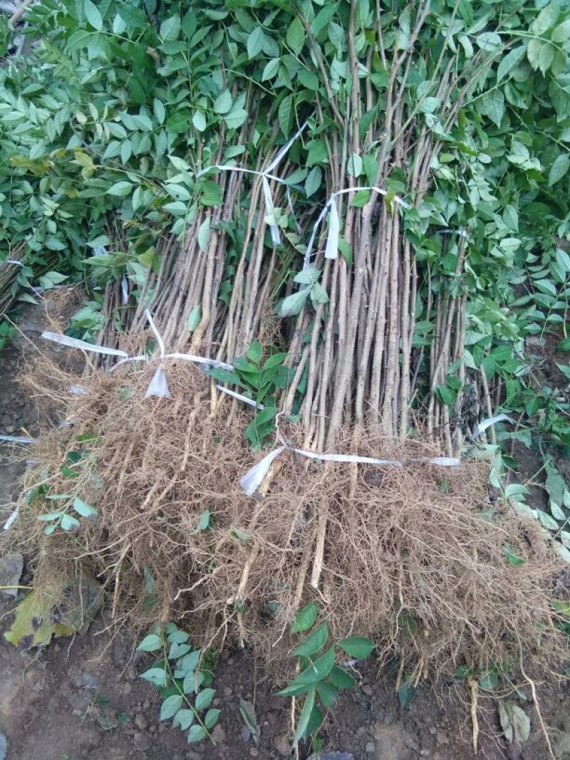 花椒苗80~110cm