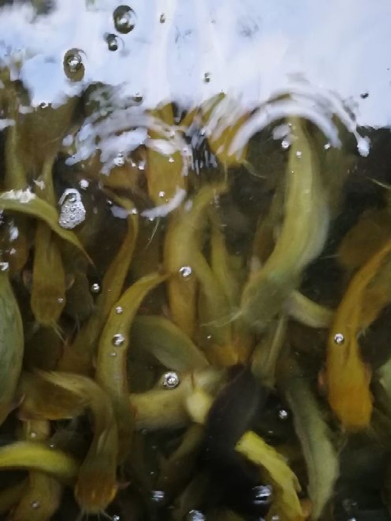 土鲶鱼食用