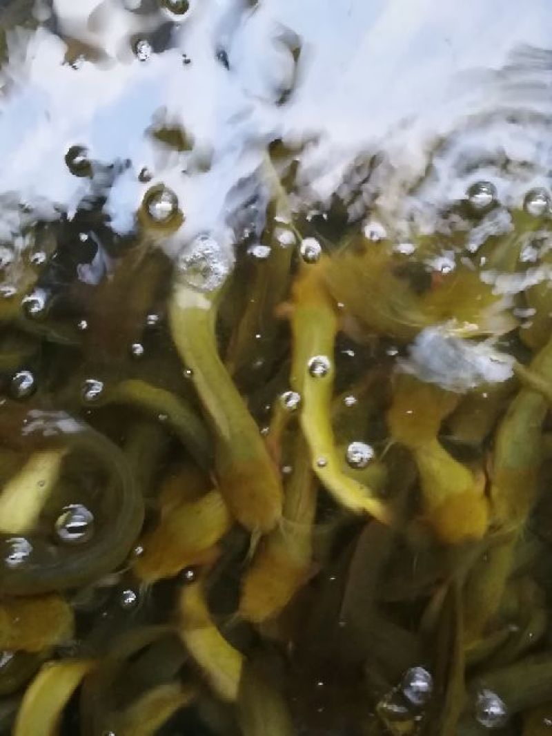 土鲶鱼食用
