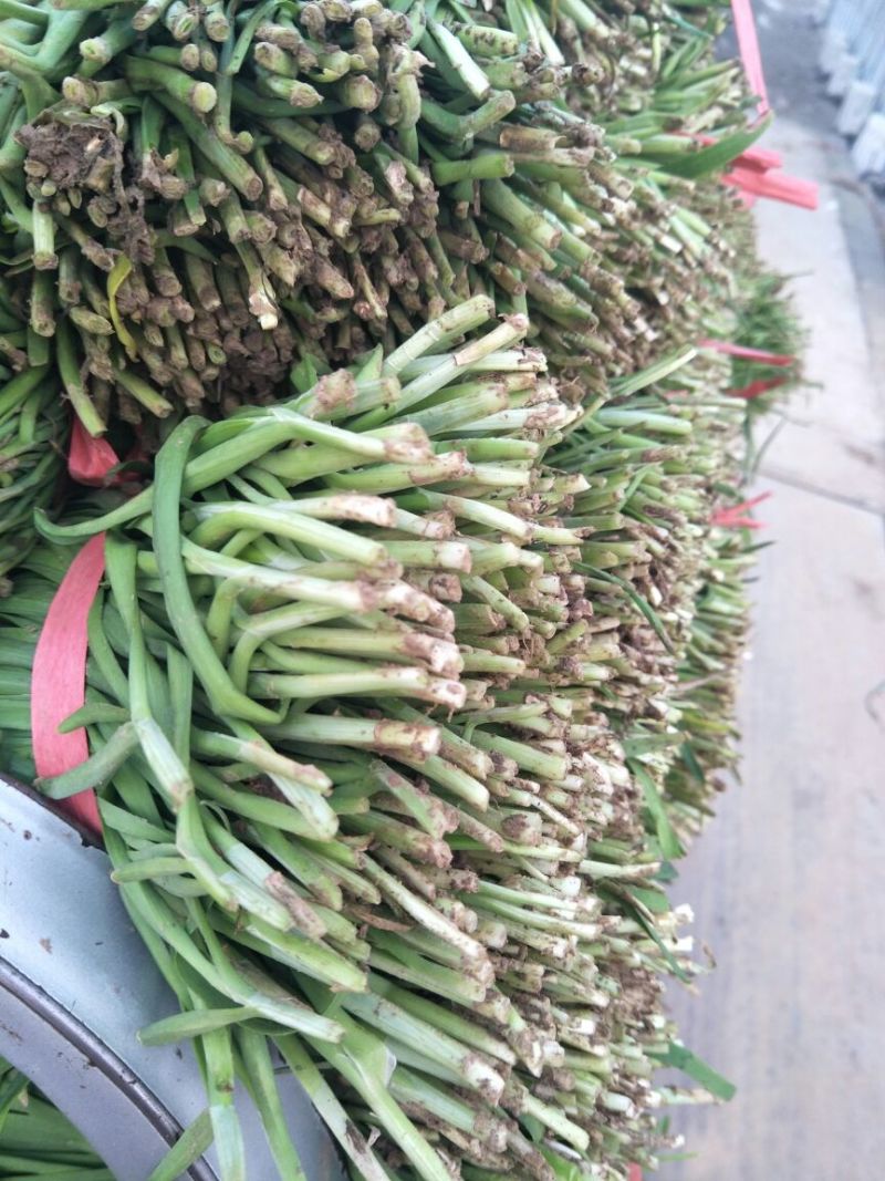 韭菜头茬