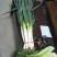 大葱铁杆大葱白长30cm