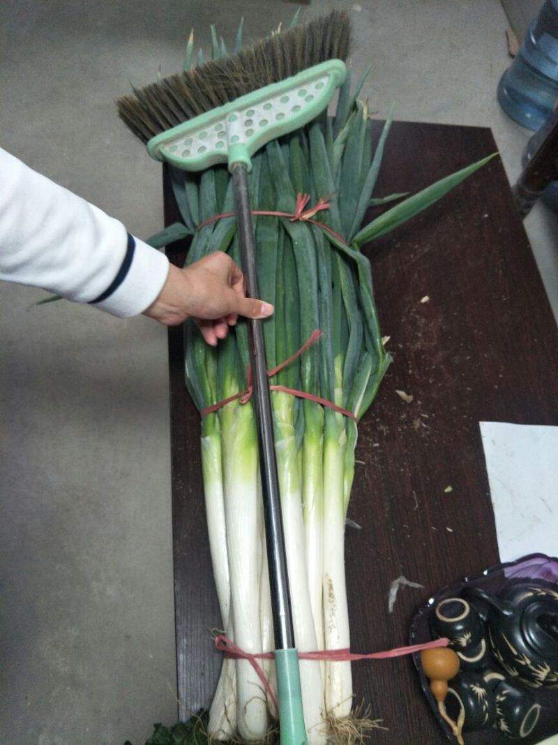 大葱铁杆大葱白长30cm