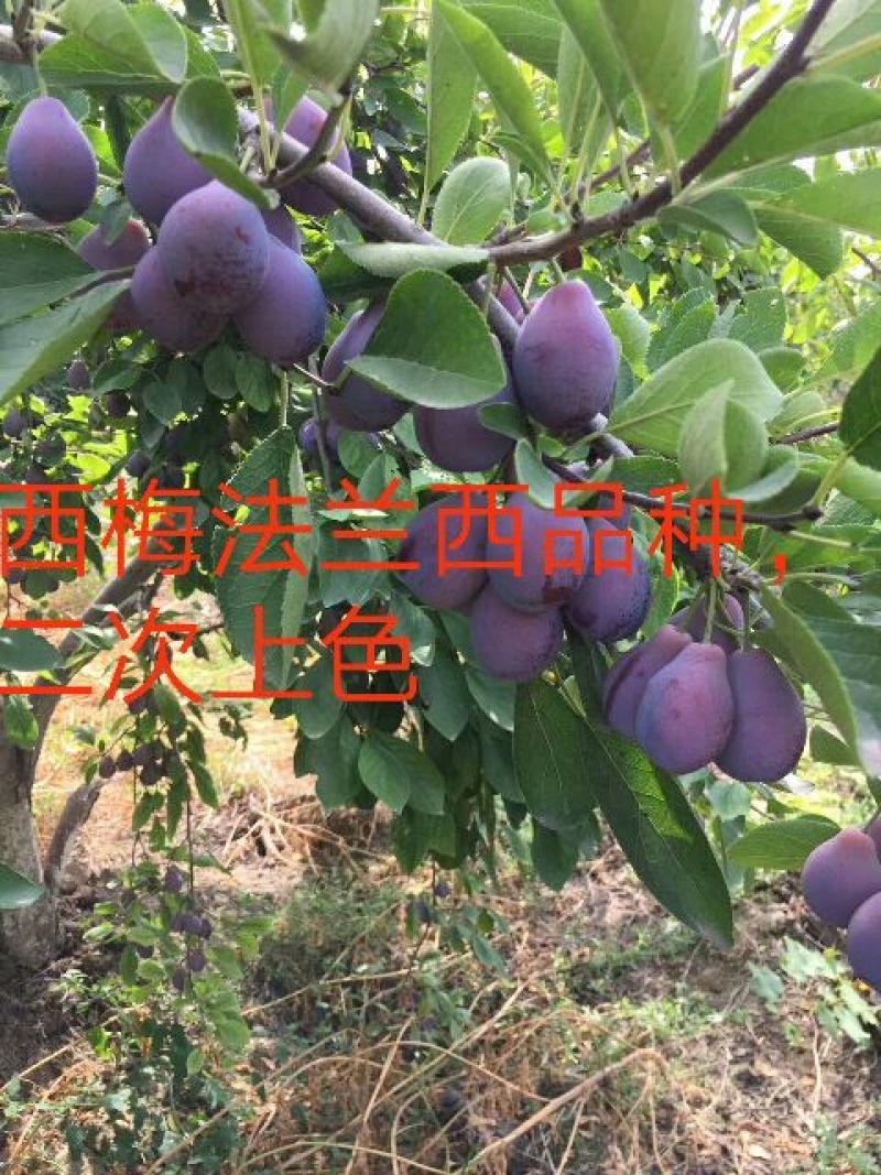 西梅女神李子苗法兰西西梅苗蓝密