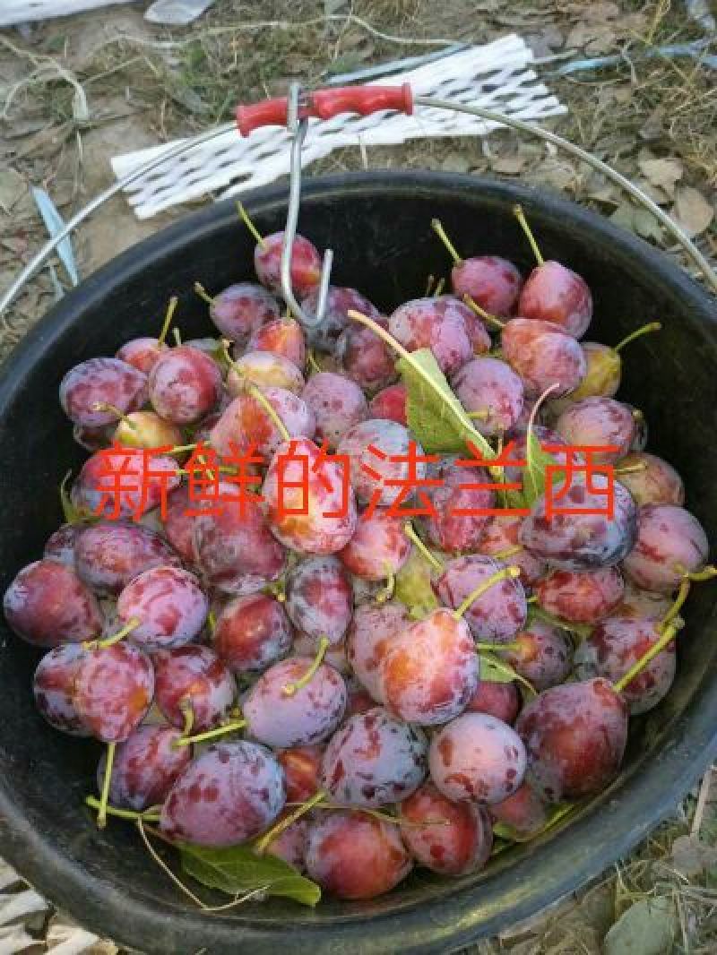 西梅女神李子苗法兰西西梅苗蓝密