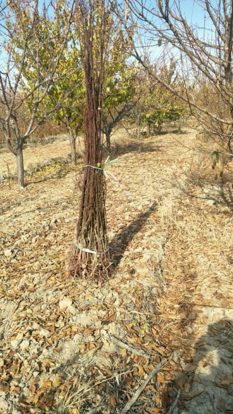 西梅女神李子苗法兰西西梅苗蓝密