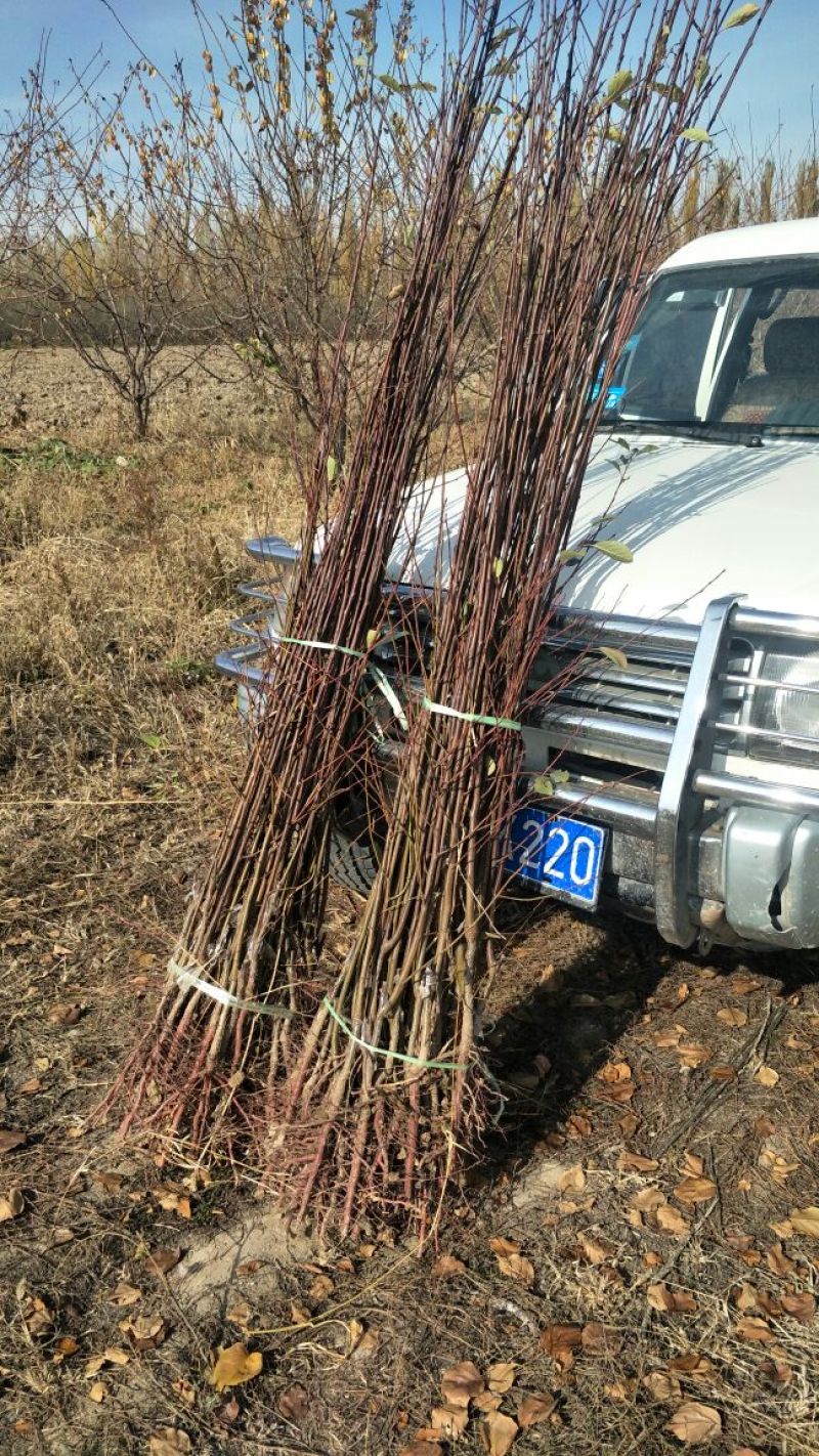西梅女神李子苗法兰西西梅苗蓝密