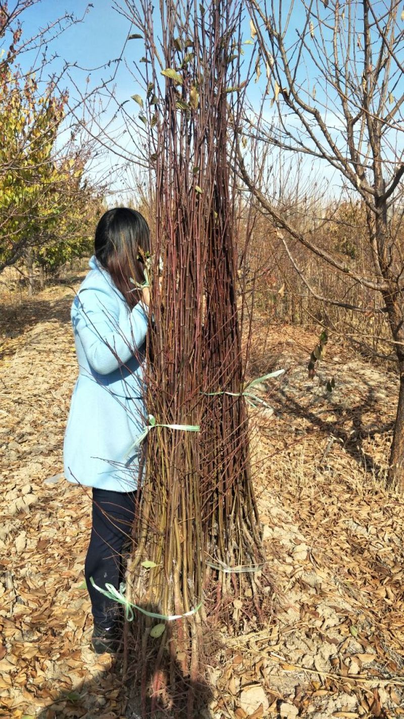 西梅女神李子苗法兰西西梅苗蓝密