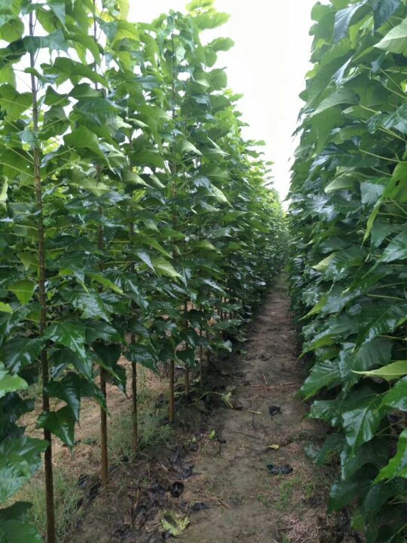 金丝楸树苗10cm以下