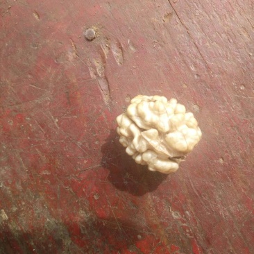 薄皮核桃去皮25~35mm干