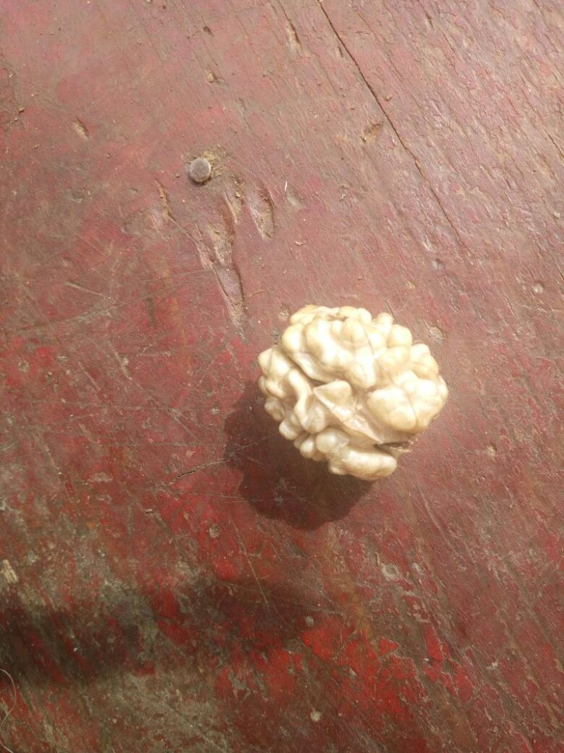 薄皮核桃去皮25~35mm干