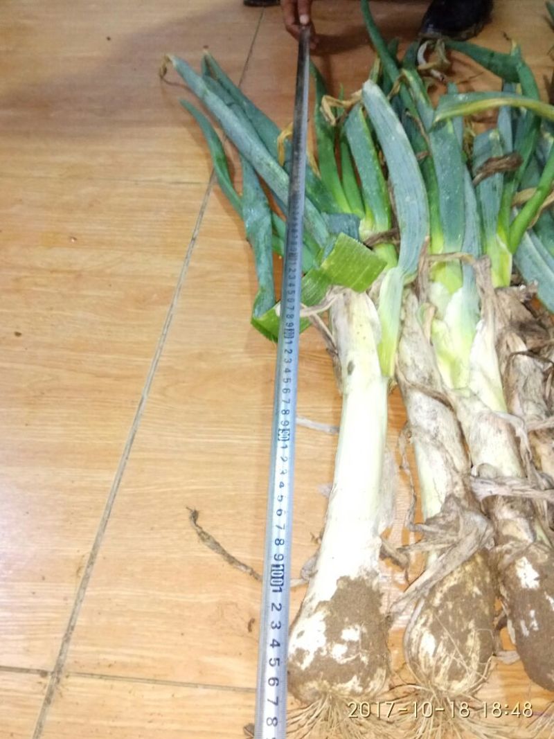特色鸡腿大葱(大头葱)毛葱。冬储大葱。产地货源。