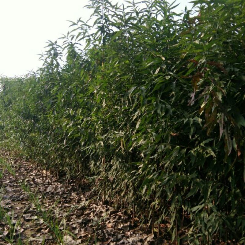 毛桃树苗80cm以上地径0.8以上，混级苗