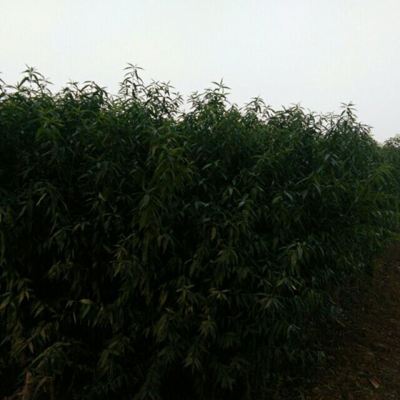 毛桃树苗80cm以上地径0.8以上，混级苗