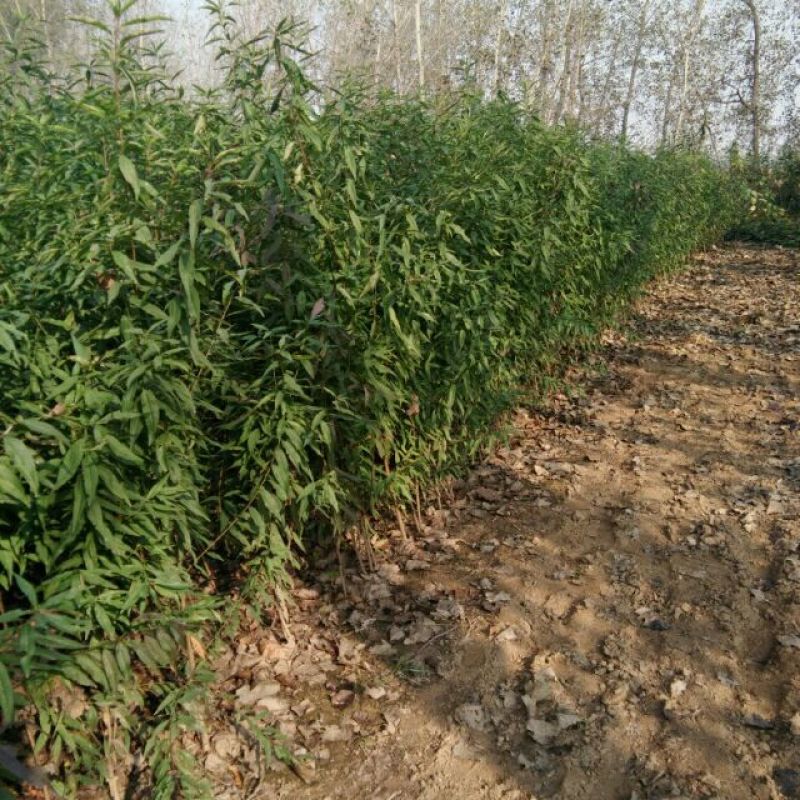 毛桃树苗80cm以上地径0.8以上，混级苗