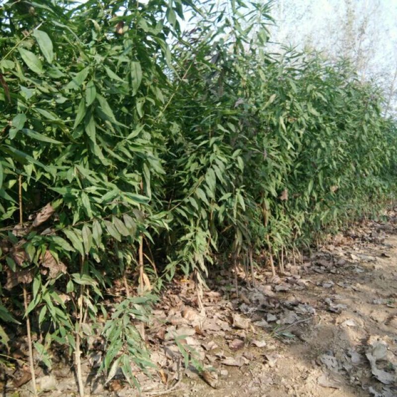 毛桃树苗80cm以上地径0.8以上，混级苗