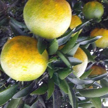 椪柑四川产区直发保质保量供货发货全国