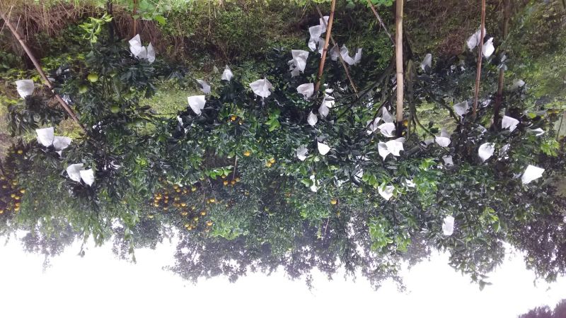 椪柑四川产区直发保质保量供货发货全国