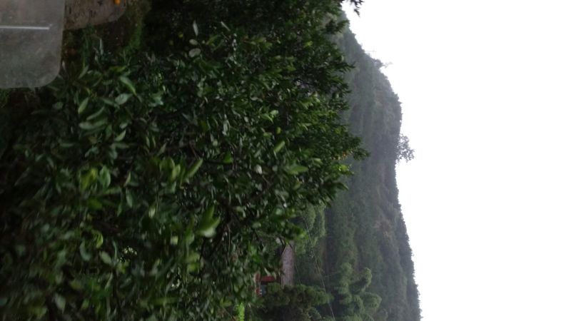 椪柑四川产区直发保质保量供货发货全国