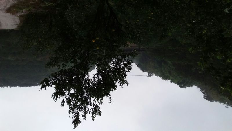 椪柑四川产区直发保质保量供货发货全国
