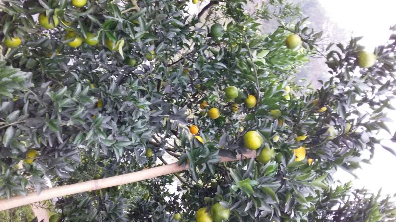 椪柑四川产区直发保质保量供货发货全国