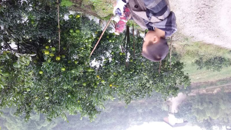 椪柑四川产区直发保质保量供货发货全国