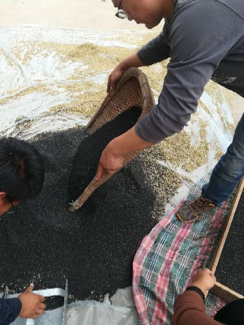 我们这边有大量的韭菜籽供应。