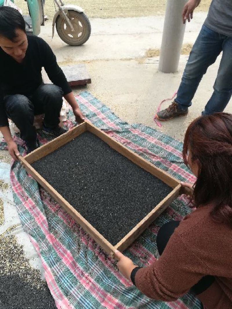 我们这边有大量的韭菜籽供应。
