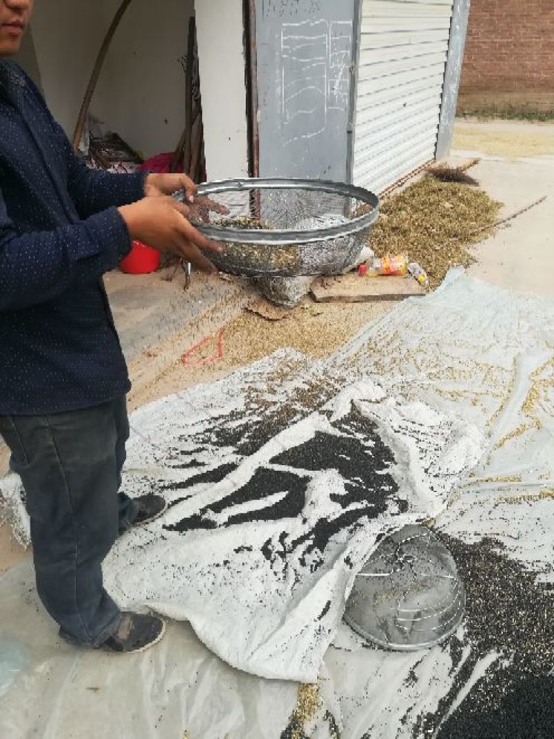 我们这边有大量的韭菜籽供应。
