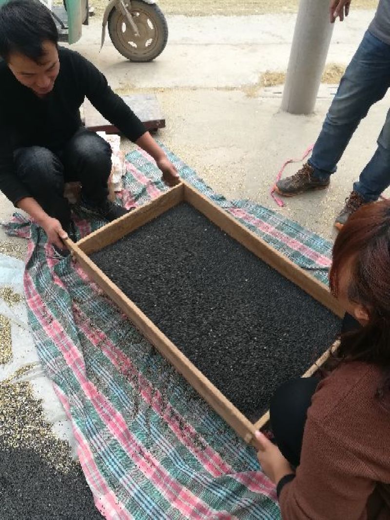我们这边有大量的韭菜籽供应。