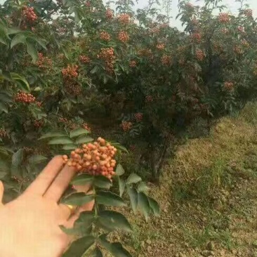 花椒苗0.5~1年