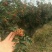 花椒苗0.5~1年