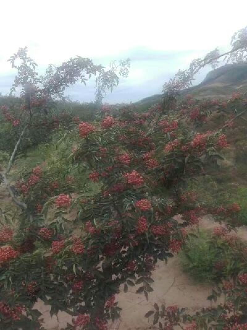 花椒苗0.5~1年