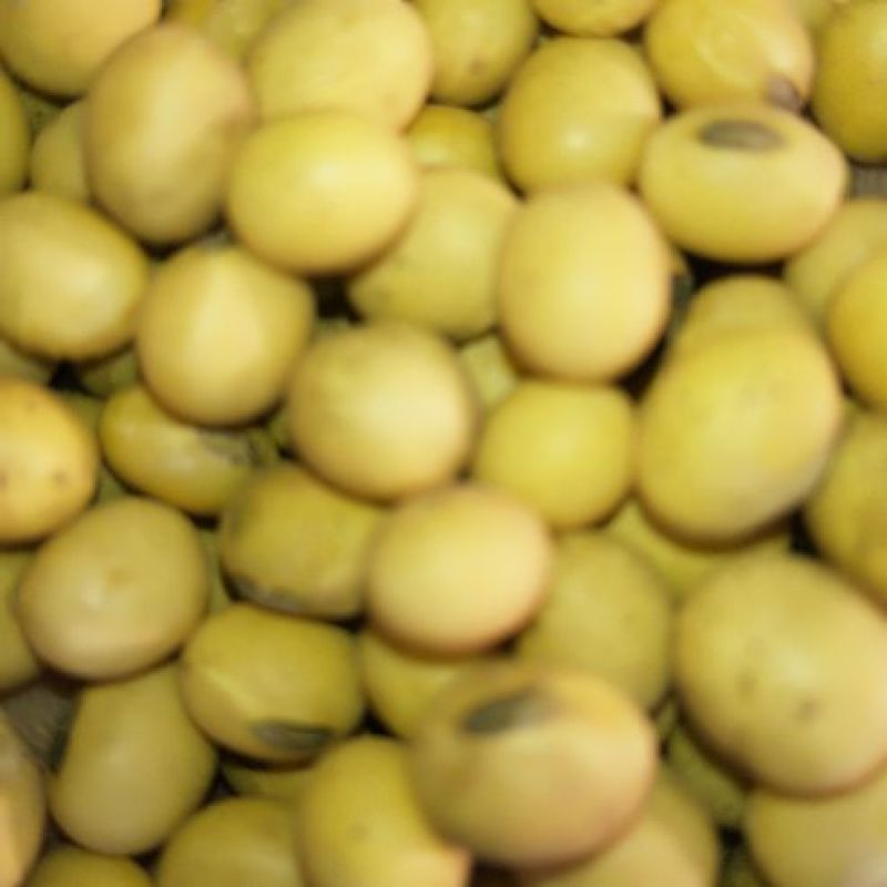 黄黄豆优质