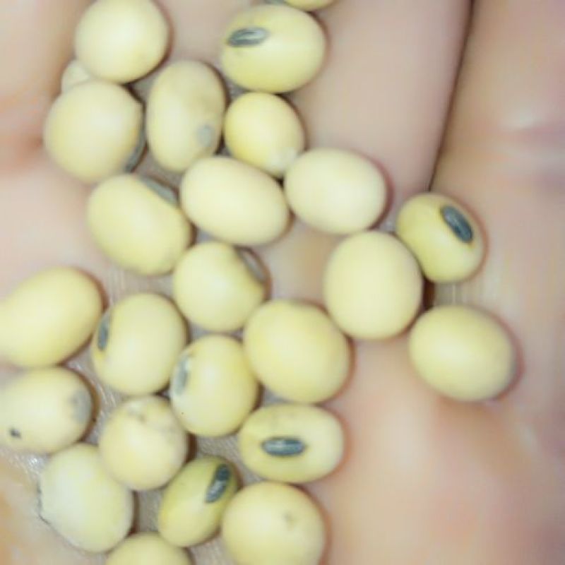 黄黄豆优质