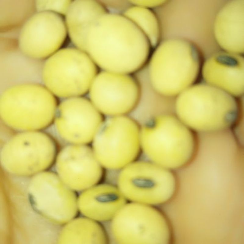 黄黄豆优质