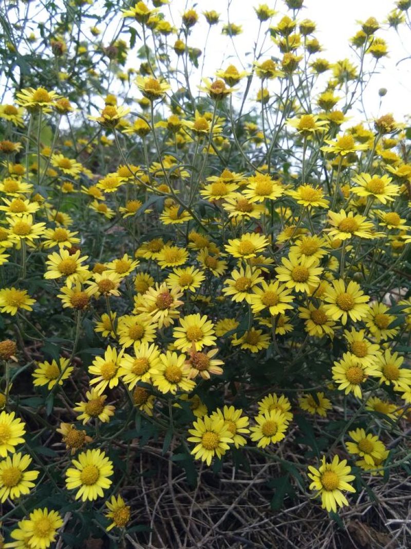 野菊花散装