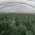 白面青梗松花菜2~3斤散花乳白基地种植，大批供应