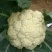 白面青梗松花菜2~3斤散花乳白基地种植，大批供应