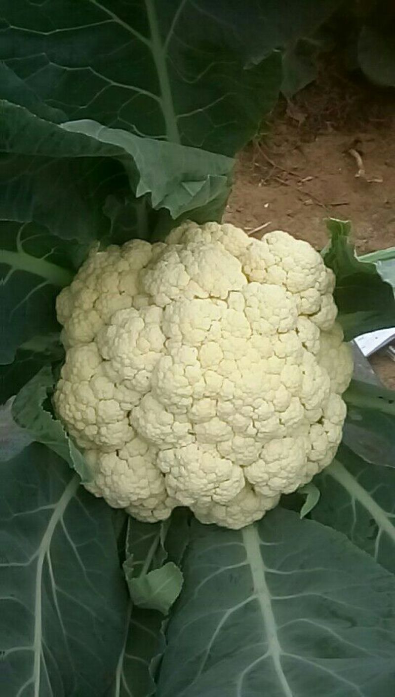 白面青梗松花菜2~3斤散花乳白基地种植，大批供应
