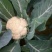 白面青梗松花菜2~3斤散花乳白基地种植，大批供应