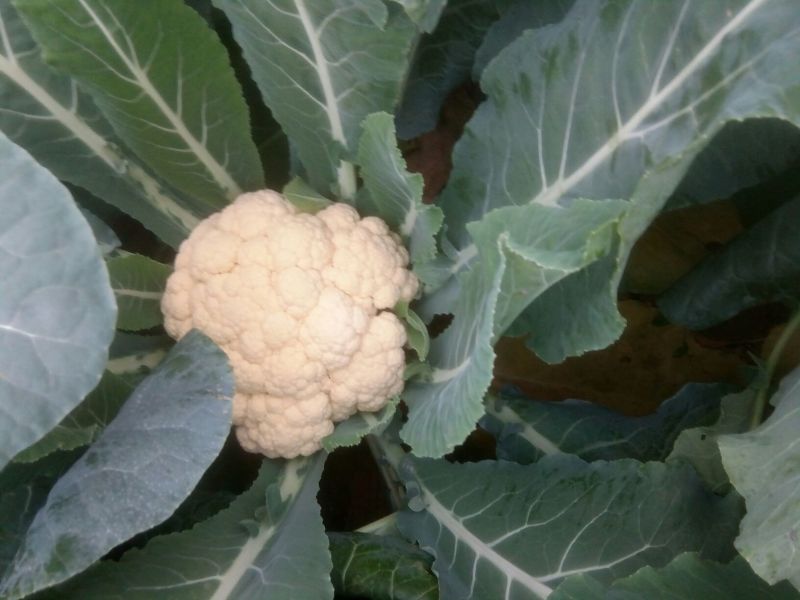 白面青梗松花菜2~3斤散花乳白基地种植，大批供应