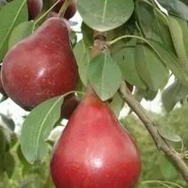 全红梨苗100~150cm0.8~3cm
