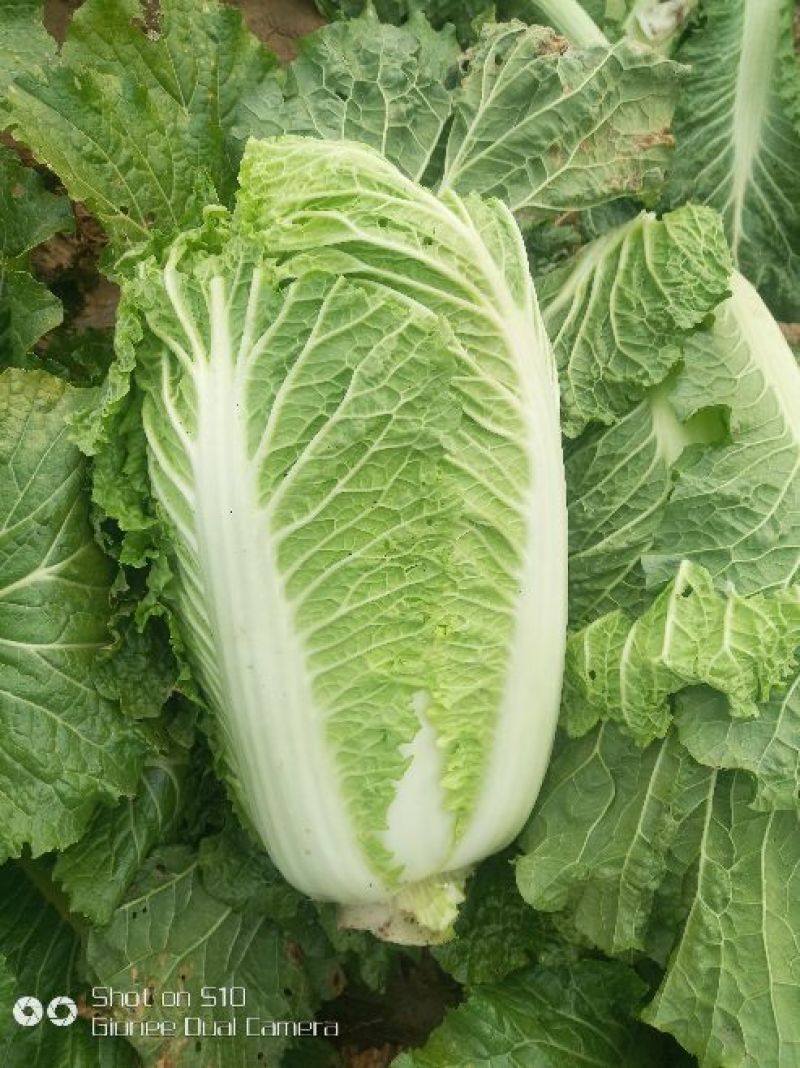 精品北京新三号白菜大量上市4~6斤净菜欢迎各地的老板