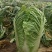 精品北京新三号白菜大量上市4~6斤净菜欢迎各地的老板